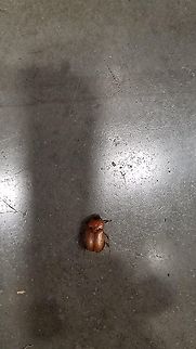 June bug  Coleoptera,Cyclocephala lurida,Dynastidae,Geotagged,June bug,Southern Masked Chafer,United States,southern masked chafer