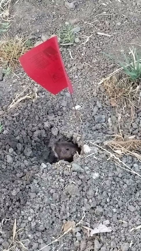 pocket gopher 7/9/20 picture taken Botta's pocket gopher,Geomyidae,Geotagged,Rodentia,Thomomys bottae,United States