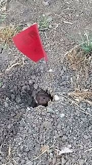 pocket gopher 7/9/20 picture taken Botta's pocket gopher,Geomyidae,Geotagged,Rodentia,Thomomys bottae,United States