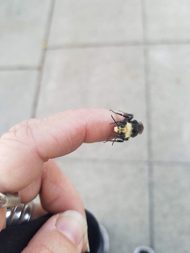 yellow- faced bumblebee Underground nester . Bombus vosnesenskii,Geotagged,United States,Yellow-faced bumblebee
