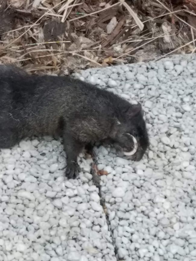 black squirrel Has an overgrown tooth.<br />
5/3/20 Eastern gray squirrel,Geotagged,Sciurus carolinensis,United States,black squirrel