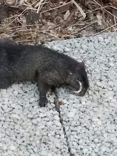 black squirrel Has an overgrown tooth.
5/3/20 Eastern gray squirrel,Geotagged,Sciurus carolinensis,United States,black squirrel