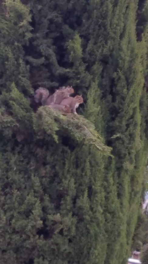 Squirrel family 5/29/20 Geotagged,Sciurus carolinensis,United States,eastern Grey Squirrel