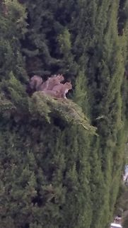 Squirrel family 5/29/20 Geotagged,Sciurus carolinensis,United States,eastern Grey Squirrel