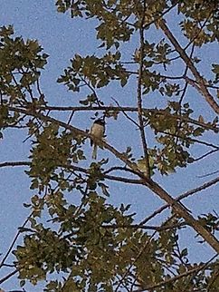 junco 2/27/20 Geotagged,Junco,Passerellidae,United States