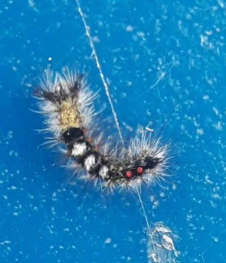 western Tussock caterpillar 4/8/19 Erebidae,Geotagged,Lepidoptera,Orgyia,Orgyia vetusta,United States,Western tussock catepillar,Western tussock moth