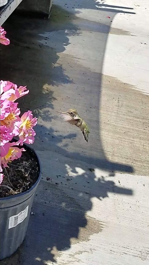 Anna's  hummingbird  Anna's Hummingbird,Annas hummingbird,Calypte anna,Geotagged,United States