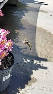 Anna's  hummingbird  Anna's Hummingbird,Annas hummingbird,Calypte anna,Geotagged,United States