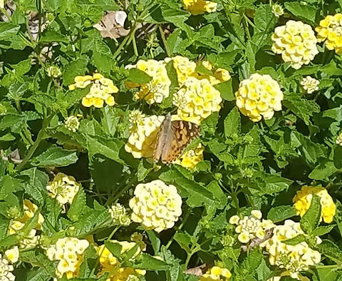 painted lady yellow  lantanas 8/22/19 Geotagged,Painted Lady,Painted Lady butterfly,United States,Vanessa cardui,yellow white lantana flower