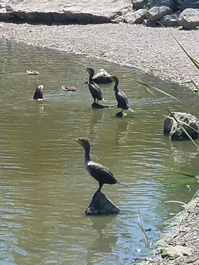 double crested cormorant 8/6/19 Hellyer park  Double crested cormorant,Double-crested cormorant,Geotagged,Phalacrocorax auritus,United States