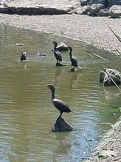 double crested cormorant 8/6/19 Hellyer park  Double crested cormorant,Double-crested cormorant,Geotagged,Phalacrocorax auritus,United States