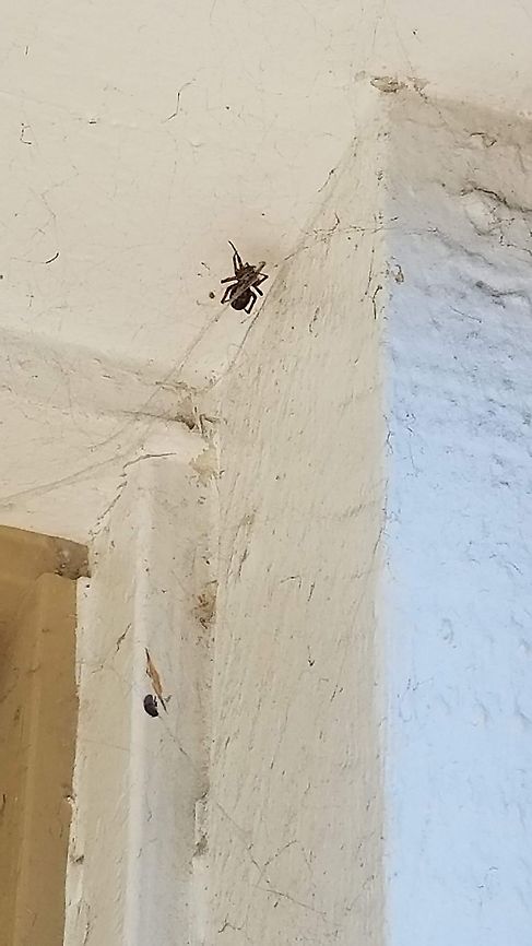 Spider  Geotagged,Noble False Widow,Spider,United States