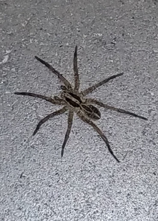 Rabid wolf spider  Geotagged,Rabid Wolf Spider,Rabidosa rabid,Rabidosa rabida,United States