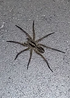 Rabid wolf spider  Geotagged,Rabid Wolf Spider,Rabidosa rabid,Rabidosa rabida,United States