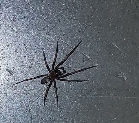 Funnel web spider  Funnel web spider,Geotagged,United States,male cora
