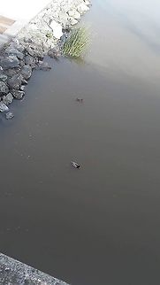 mallard duck In California  1/26/2019 Anas platyrhynchos,Geotagged,Mallard,United States,mallard duck