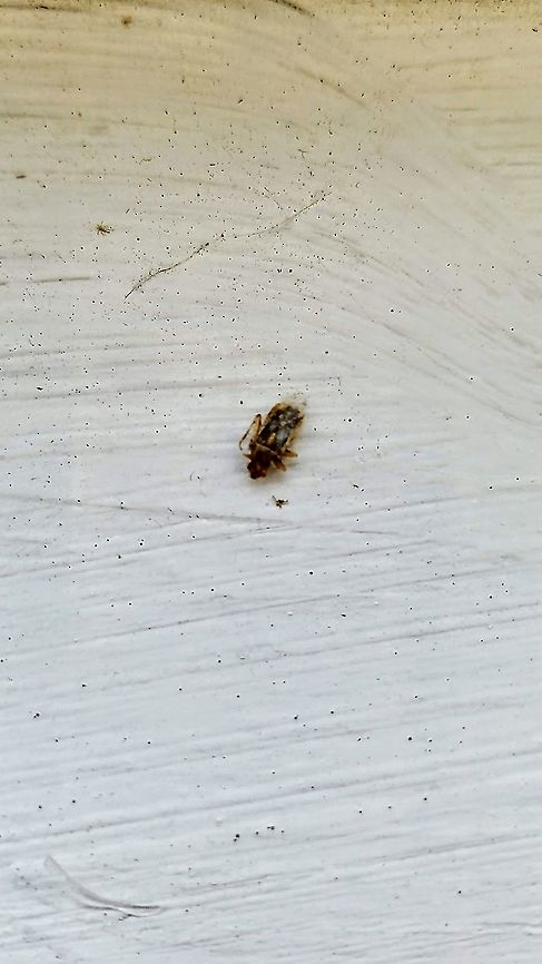 Nysius sp. On its belly Geotagged,Nysius,Summer,United States