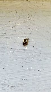 Nysius sp. On its belly Geotagged,Nysius,Summer,United States