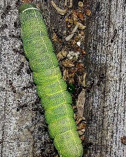 Fruit worm moth Found it in a not so peaceful setting. Ants. Fruit worm moth,Geotagged,Lepidoptera,Noctuidae,Noctuoidea,Orthosia,Orthosia hibisci,Speckled Green Fruitworm Moth,United States