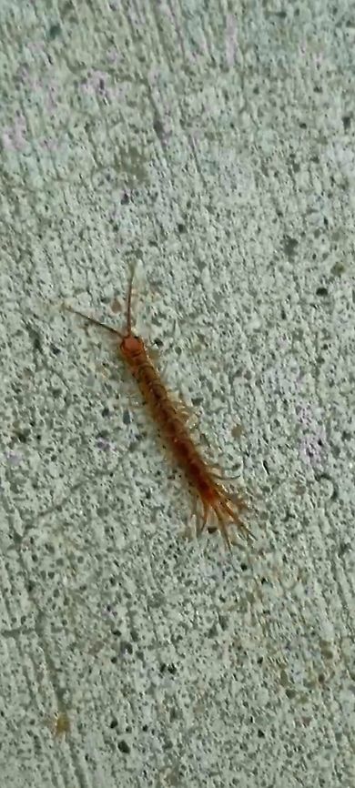 Lithobius forficatus  Brown centipede,Geotagged,Lithobius forficatus,Spring,United States,stone centipede