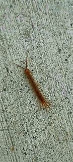 Lithobius forficatus  Brown centipede,Geotagged,Lithobius forficatus,Spring,United States,stone centipede
