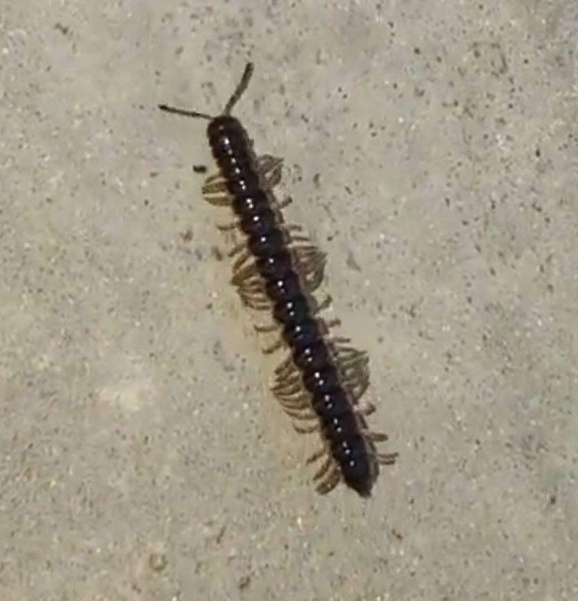 Greenhouse milipede  Geotagged,Greenhouse millipede,Oxidus gracilis,Spring,United States