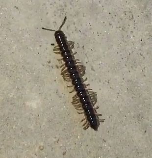 Greenhouse milipede  Geotagged,Greenhouse millipede,Oxidus gracilis,Spring,United States