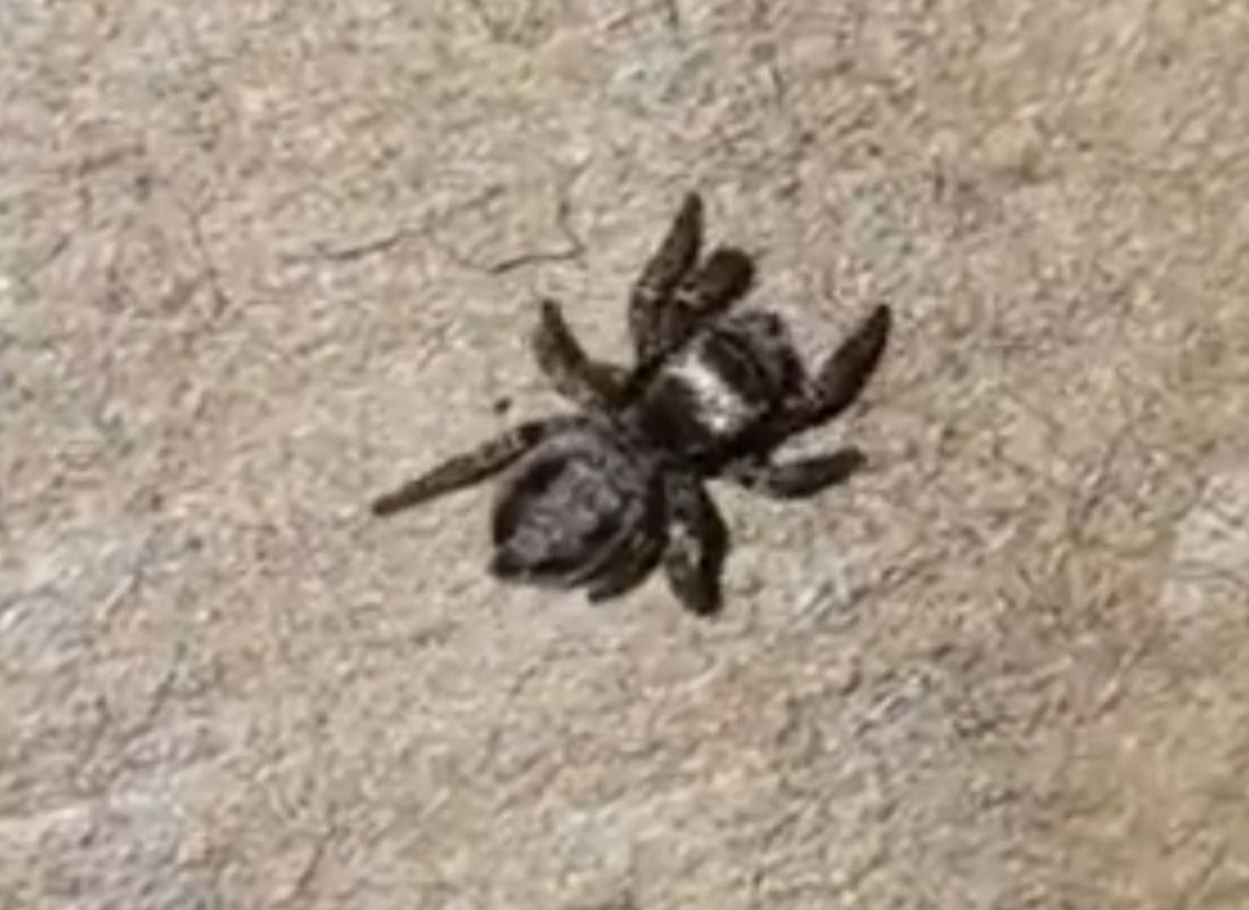 jumping spider  Evarcha,Geotagged,Jumping Spider,Spring,United States