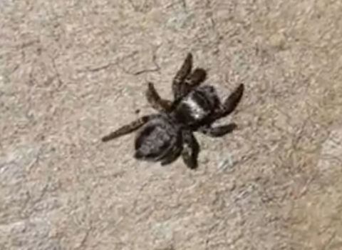 jumping spider  Evarcha,Geotagged,Jumping Spider,Spring,United States