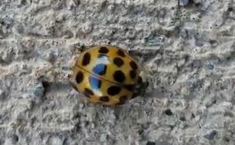 ladybug  Geotagged,Harmonia axyridis,Multicolored Asian Lady Beetle,Spring,United States,lady bug