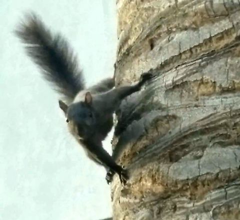 Black squirrel Hanging on a palm tree Eastern gray squirrel,Geotagged,Sciurus carolinensis,Spring,United States,black squirrel