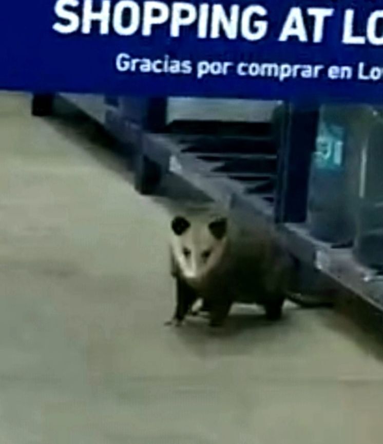 Opossum  Didelphis virginiana,Geotagged,North American opossum,Opossum,Spring,United States