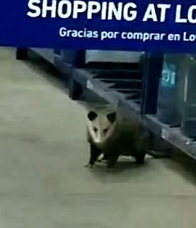 Opossum  Didelphis virginiana,Geotagged,North American opossum,Opossum,Spring,United States