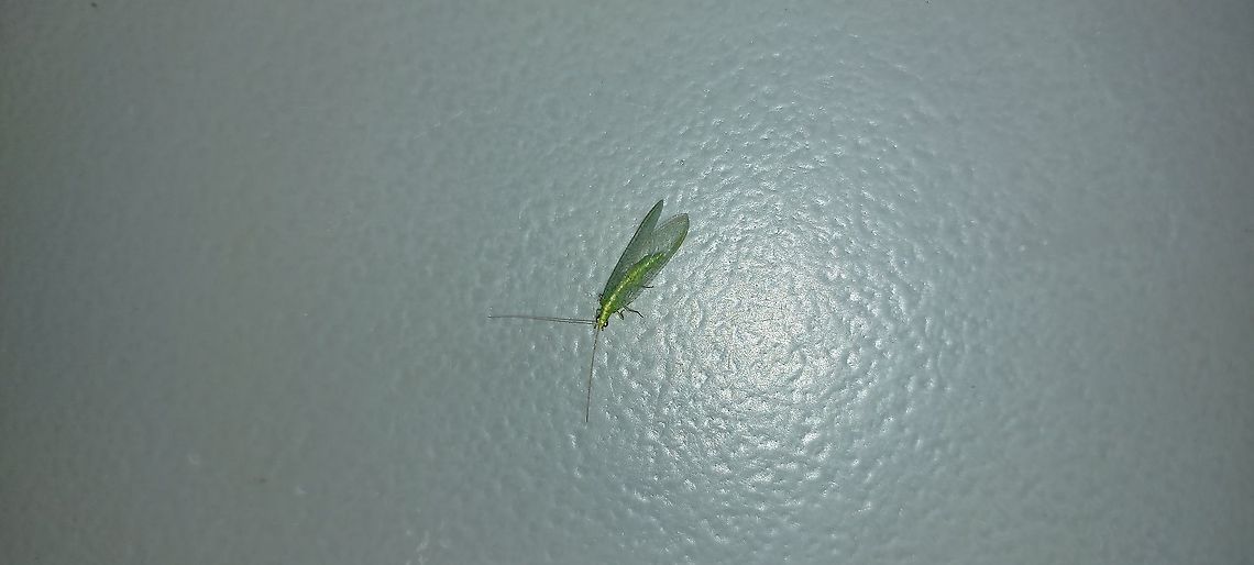 Lacewing 5/25/21 Common Green Lacewing,Geotagged,Neuroptera,Spring,United States