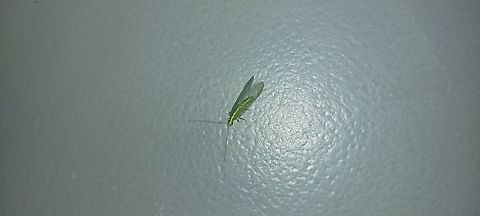 Lacewing 5/25/21 Common Green Lacewing,Geotagged,Neuroptera,Spring,United States