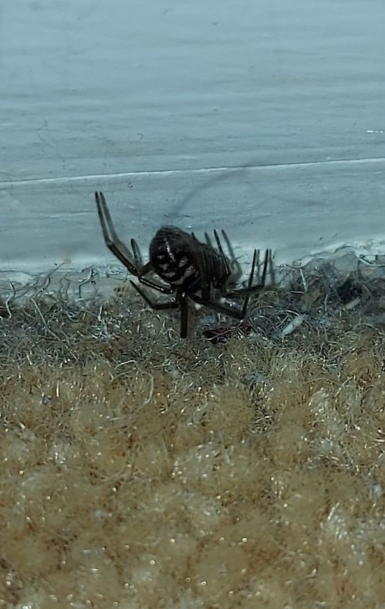 False black widow Also known as the cupboard spider. <br />
5/28/21 Cupboard spider,False Black Widow,Geotagged,Spring,Steatoda grossa,United States