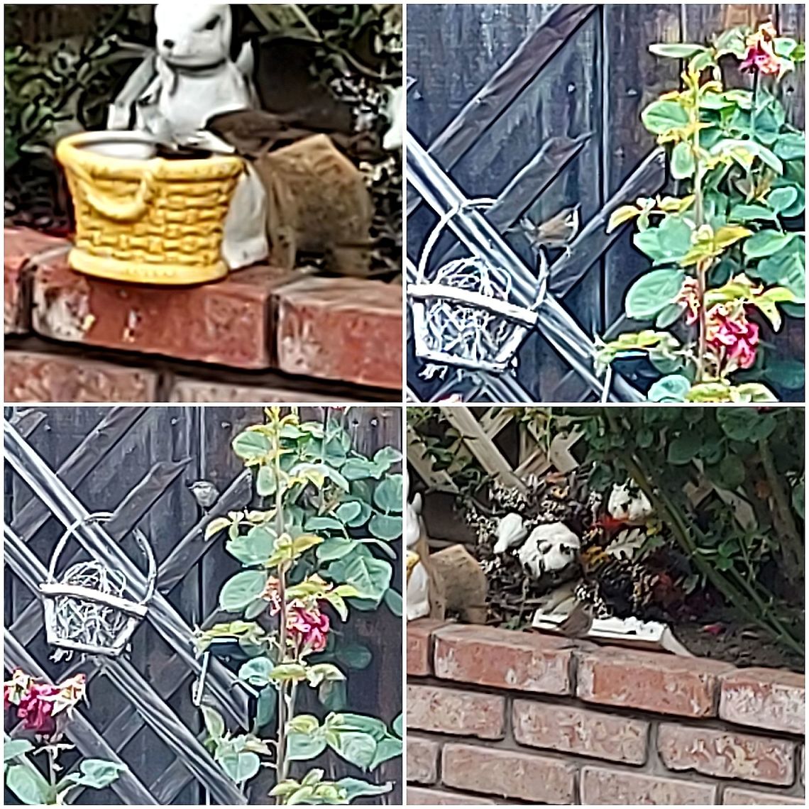 Bewick wren White stripe along it&#039;s eyes. Bewicks wren,Geotagged,Thryomanes bewickii,United States