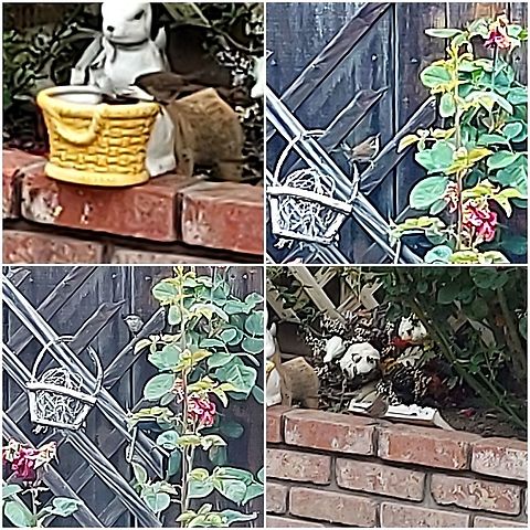 Bewick wren White stripe along it's eyes. Bewicks wren,Geotagged,Thryomanes bewickii,United States