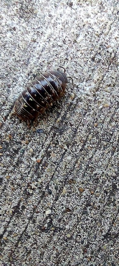 Roly poly Armadillidium vulgare, the&nbsp;common pill-bug,&nbsp;potato bug,&nbsp;common pill woodlouse,&nbsp;roly-poly,&nbsp;slater,&nbsp;doodle Armadillidiidae,Armadillidium vulgare,Common Pill Woodlouse,Geotagged,Isopoda,Oniscidea,Roly poly,Spring,United States,the common pill woodlouse