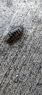 Roly poly Armadillidium vulgare, the common pill-bug, potato bug, common pill woodlouse, roly-poly, slater, doodle Armadillidiidae,Armadillidium vulgare,Common Pill Woodlouse,Geotagged,Isopoda,Oniscidea,Roly poly,Spring,United States,the common pill woodlouse