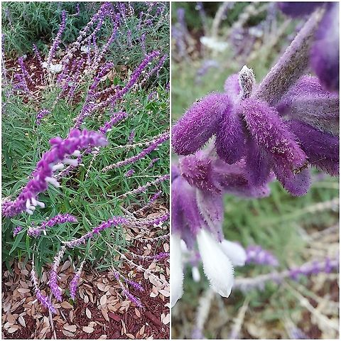 Mexican bush sage  Geotagged,Mexican bush sage,Salvia leucantha,United States