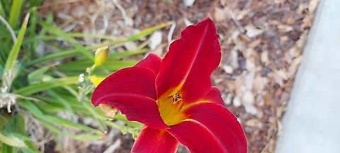 Red day lily  Geotagged,Red day lily,Spring,United States
