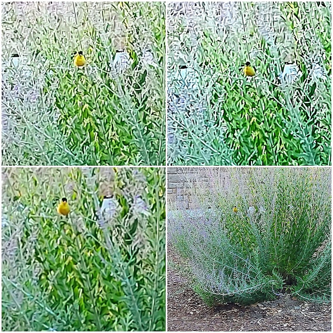 American Goldfinch &quot;Potato chip bird&quot; American Goldfinch,American goldfinch,Geotagged,Spinus tristis,United States