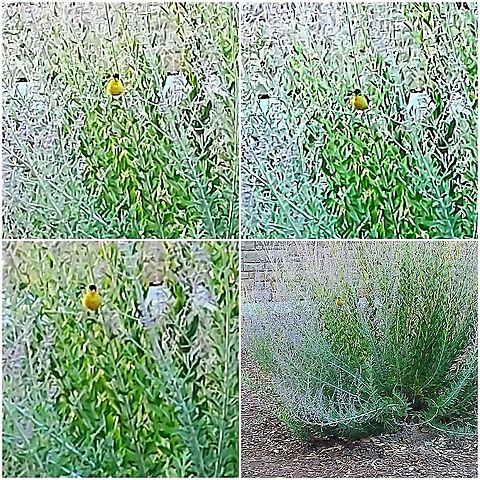 American Goldfinch "Potato chip bird" American Goldfinch,American goldfinch,Geotagged,Spinus tristis,United States