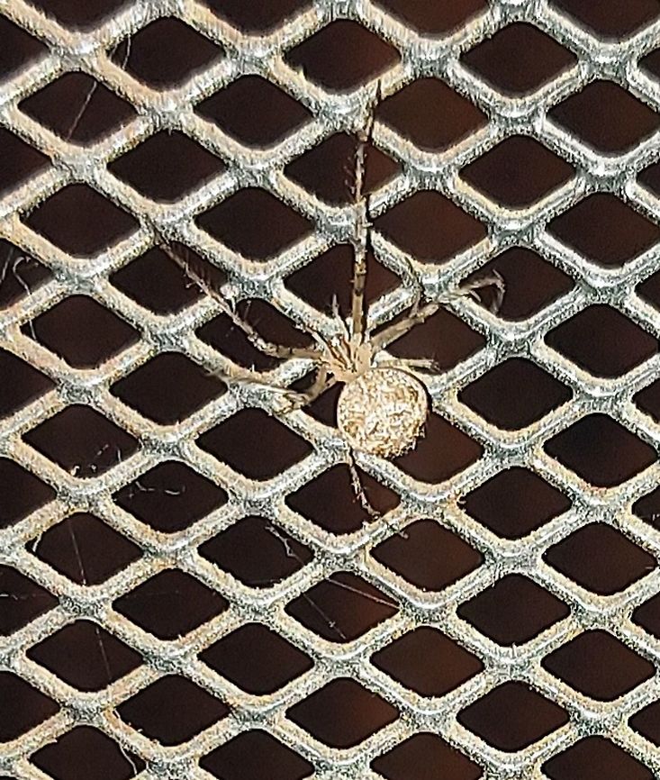 Sac Spider  Geotagged,Spring,Therediid,United States