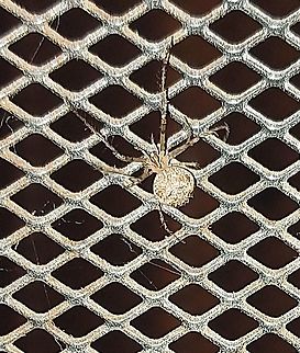 Sac Spider  Geotagged,Spring,Therediid,United States