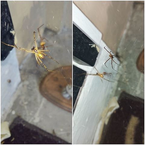 Brown widow They tolerate having the screen open and closing.  Brown widow,Geotagged,Latrodectus geometricus,United States