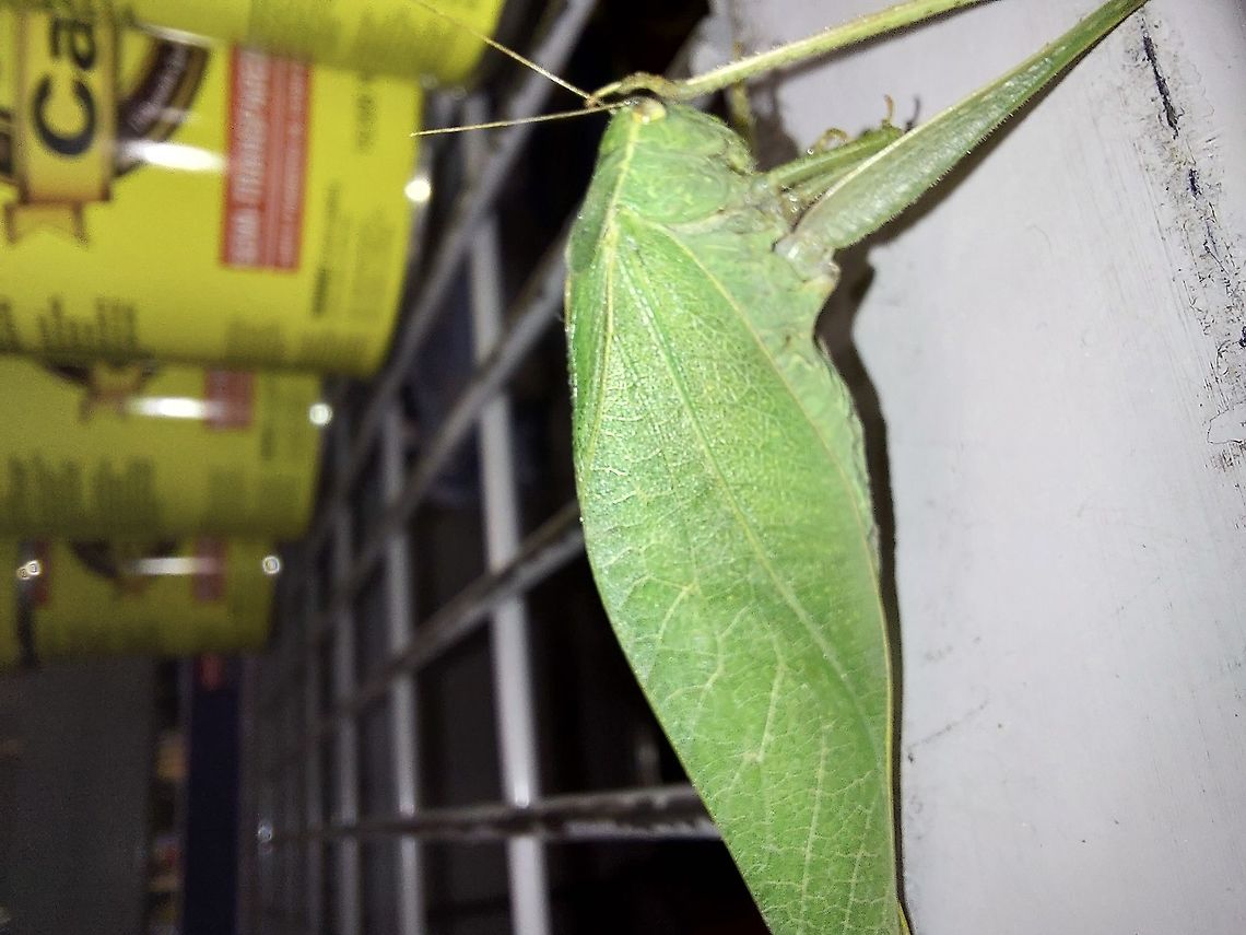 Microcentrum Leaf looking bug. California angle-winged katydid,Geotagged,Microcentrum,Microcentrum californicum,Summer,United States,katydid