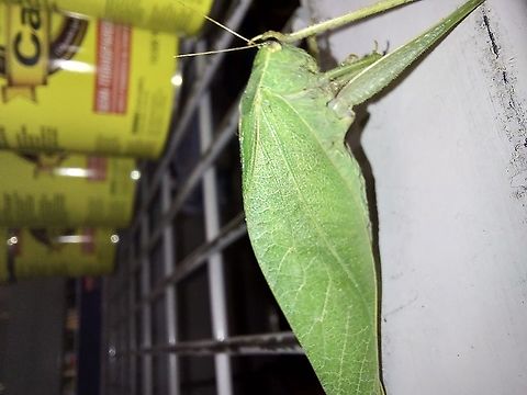 Microcentrum californicum