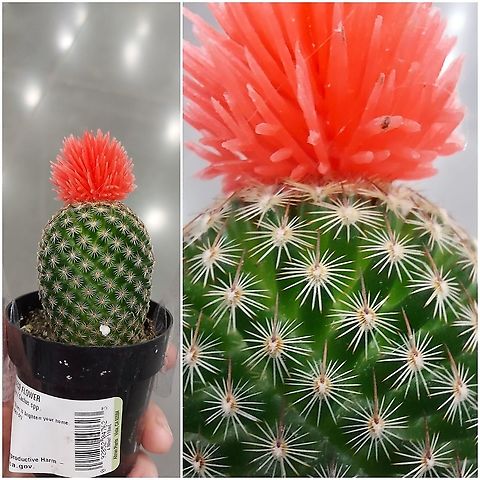 Mammillaria cactus  Cactus,Geotagged,Mammillaria,United States